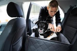 Hund Transport im Auto