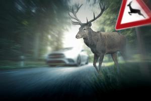 Autofahren Gefahren im Frühling