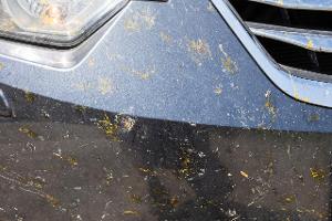 So befreien Sie Ihr Auto überall effektiv von Insektenresten