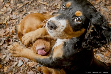 Diese Tierfotos der Comedy Pet Photo Awards 2022 bringen Sie zum Lachen