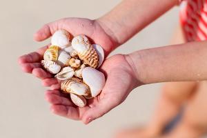 Muscheln am Strand sammeln: Wo ist es erlaubt?