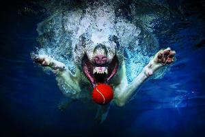 Hunde unter Wasser
