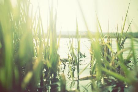 Gras mit Wasser getty images.jpg