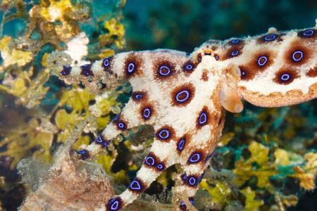 Augen auf beim Schwimmen: Diese Meeresbewohner sind gefährlich!