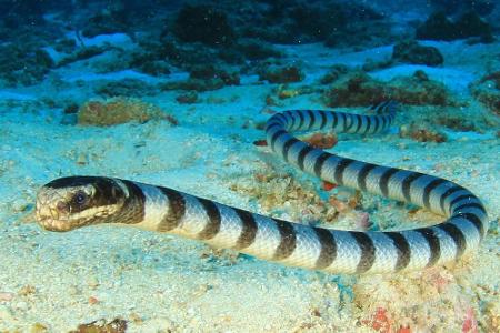 Augen auf beim Schwimmen: Diese Meeresbewohner sind gefährlich!