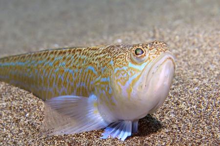 Augen auf beim Schwimmen: Diese Meeresbewohner sind gefährlich!