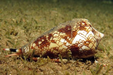 Augen auf beim Schwimmen: Diese Meeresbewohner sind gefährlich!