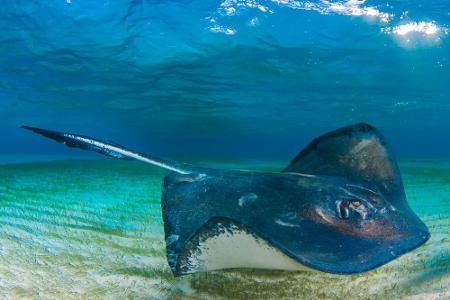 Augen auf beim Schwimmen: Diese Meeresbewohner sind gefährlich!