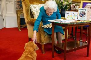 Queen Elizabeth II.: Was passiert nun mit ihren Hunden?
