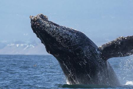 Monterey