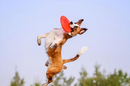 Frisbee