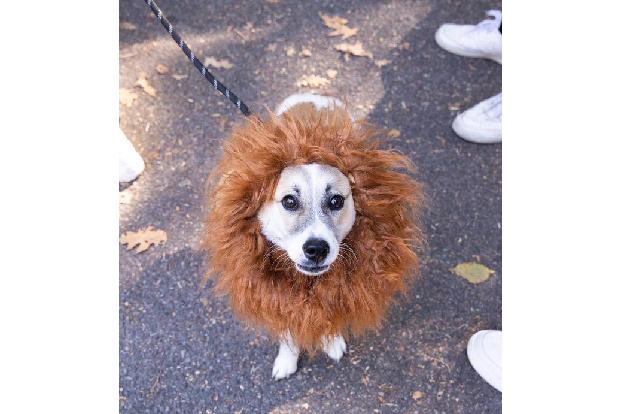 Der Hund von Welt ist natürlich bereits in Halloween-Stimmung. Am Freitag (21. Oktober) versammelten sich auf dem Tompkins Square in New York Hundebesitzer*innen...