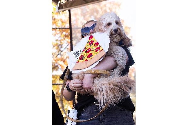 Dieser Hund war als Pizza-Lieferant verkleidet, der offenbar schon von der Köstlichkeit genascht hatte.