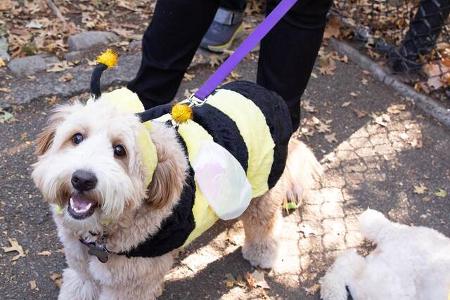 ...fanden sich Bienen...