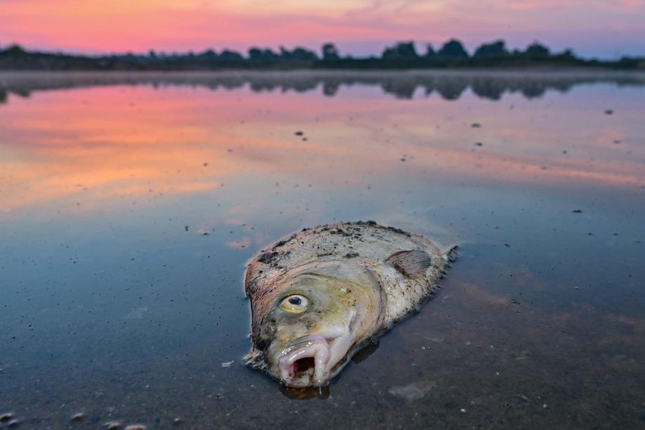 Ein toter Blei liegt im flachen Wasser vom deutsch-polnischen Grenzfluss Oder. Die Ausbreitung einer giftigen Alge gilt als wahrscheinlichste Ursache der Umweltkatastrophe, bei der massenhaft Fische verendeten.