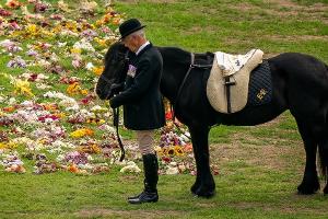 Lieblingspony der Queen: Emma zum "Horse of a Lifetime" gewählt