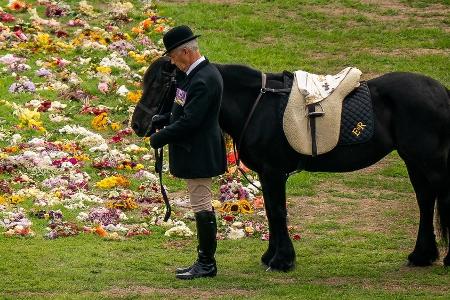 Lieblingspony der Queen: Emma zum 