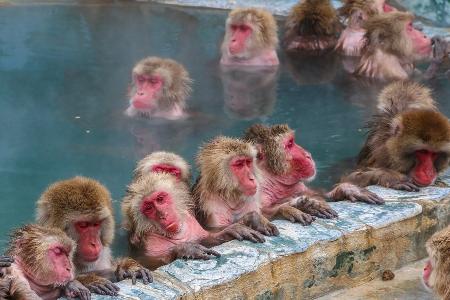 Japan im Winter erleben: Zwischen Eis, Onsen, Tempeln und Schneeaffen