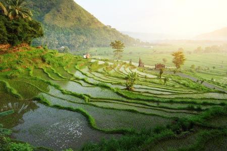 Bali