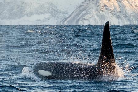 Orcas