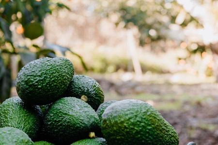 Avocados