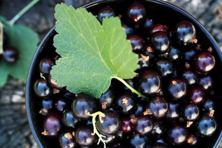 Schwarze Johannisbeeren