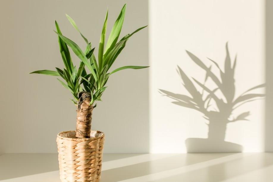 Pflanzen für fensterlose Zimmer: Diese Gewächse brauchen kaum Licht
