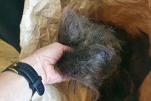 Mit Haaren die Meere retten