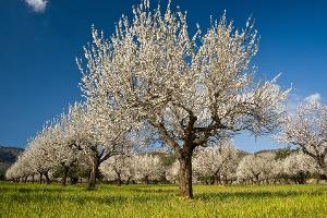 Auf nach Mallorca! Die Mandelblüte lockt im Februar