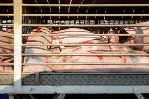 Deutschland produziert weniger Fleisch