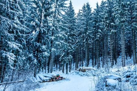 Thüringer Wald