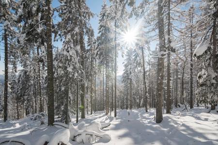 Nationalpark Schwarzwald