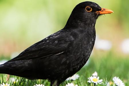 Amsel (Frankreich)
