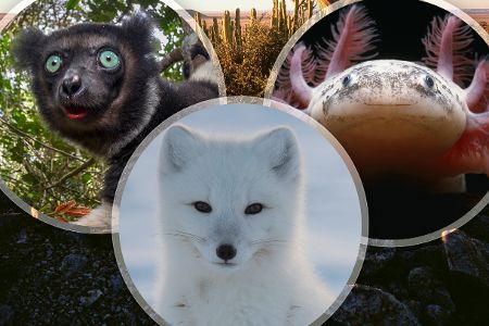 Wer kennt diese außergewöhnlichen Tiere?