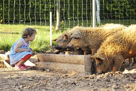 Landvergnügen schwein