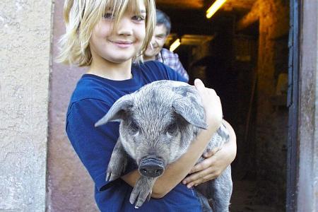 Landvergnügen Kind Schwein