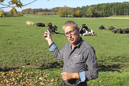 Landvergnügen Weide Kühe