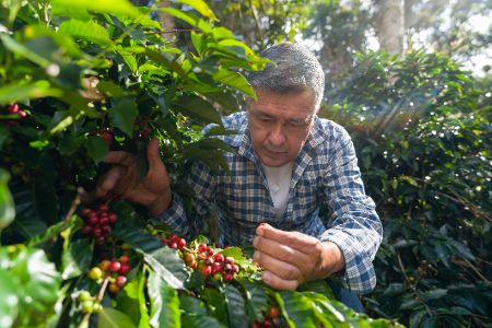 Kaffeekirschen Plantage