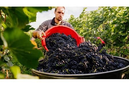 Landvergnügen - Weingut Lena Flubacher