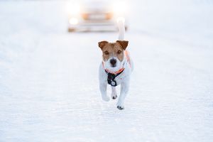 Was Sie tun sollten, wenn Sie einen Hund oder eine Katze angefahren haben