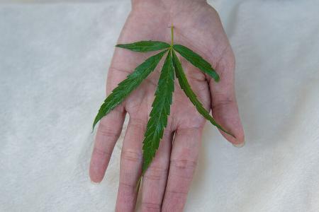 Cannabis und Autofahren