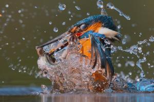 Zum Earth Day: Streaming-Tipps rund um beeindruckende Naturbilder