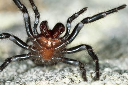 Spinne