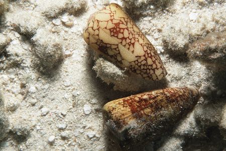 Kegelschnecke