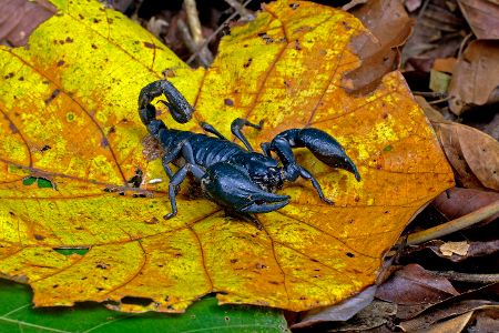 Skorpion