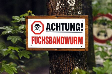 Bandwurm