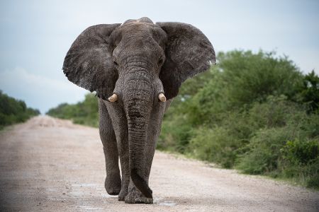 Elefant