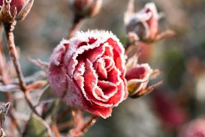 Eisheilige: Was bedeutet der Spätfrost für den Garten?