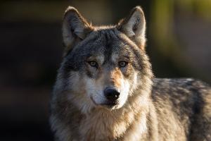 Ausbreitung von Wildtieren: Wie gefährlich sind Wolf, Bär und Co.?