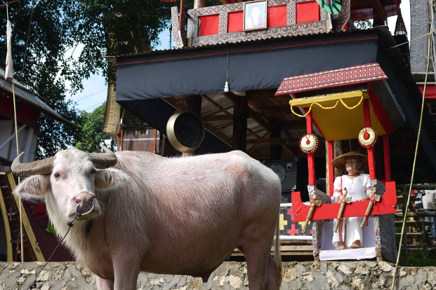 PNG3. Büffel bei einer Bestattungszeremonie der Toraja © Roberto Rocha, Bianca M. Saia.png